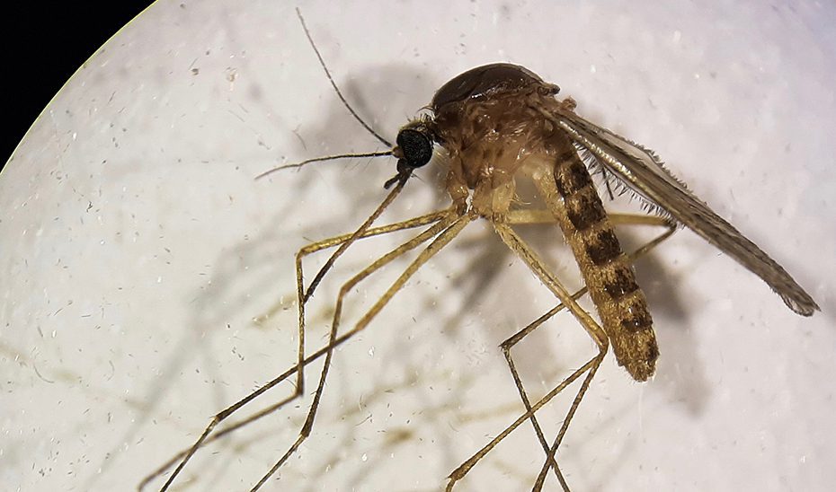 Un estudio describe la evolución genética y los nuevos linajes del Virus del Nilo Occidental