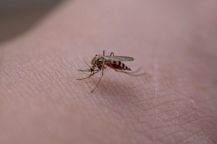 mosquito, insect, skin, mosquito bite, soak up, pest, macro, mosquito, mosquito, mosquito, mosquito, mosquito, mosquito bite