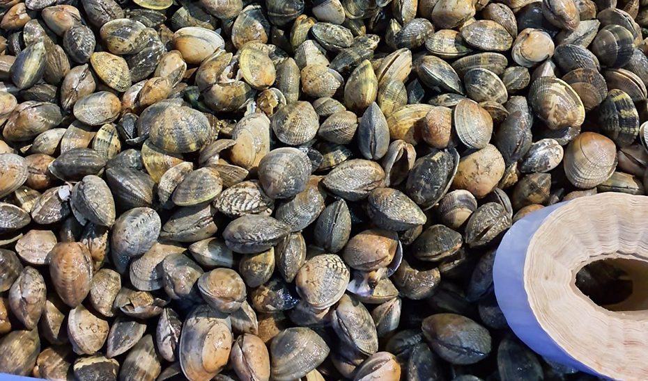 Guardia Civil e Inspección Pesquera intervienen en Sevilla más de 800 kilos de almejas japonesas