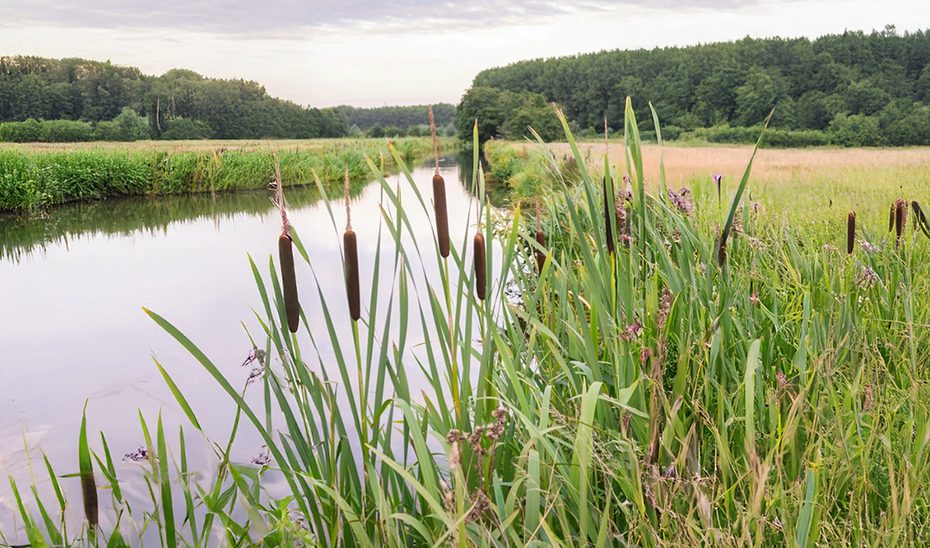 Más de 250 profesionales colaboran en la actualización del Programa del Virus del Nilo Occidental