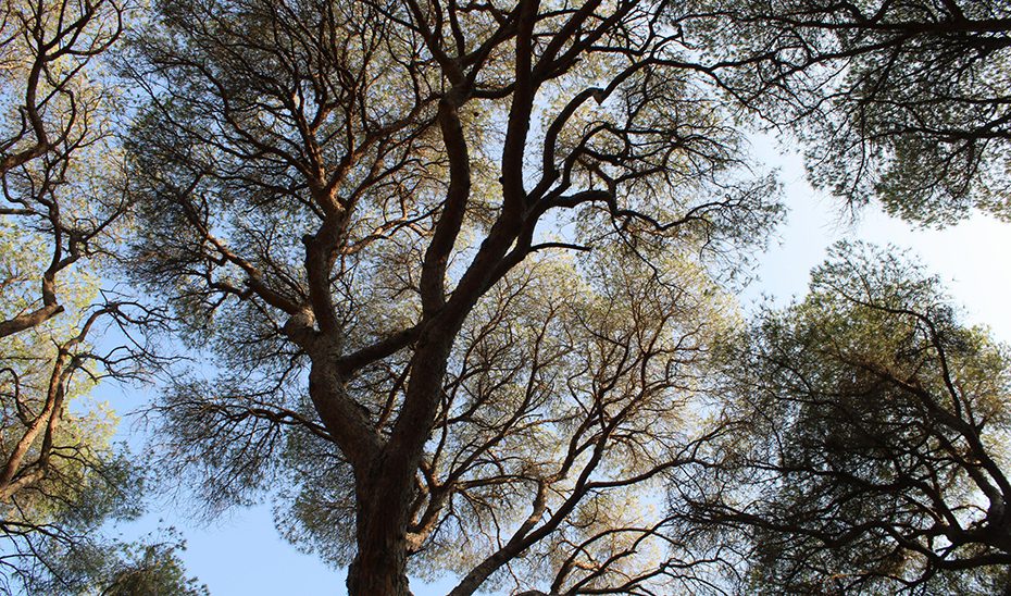 La Red SEDA cumple su vigésimo aniversario al servicio de la salud de los bosques andaluces