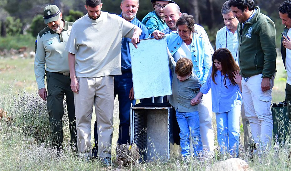Andalucía incrementa en 78 ejemplares el censo de lince ibérico durante 2024 y alcanza los 836