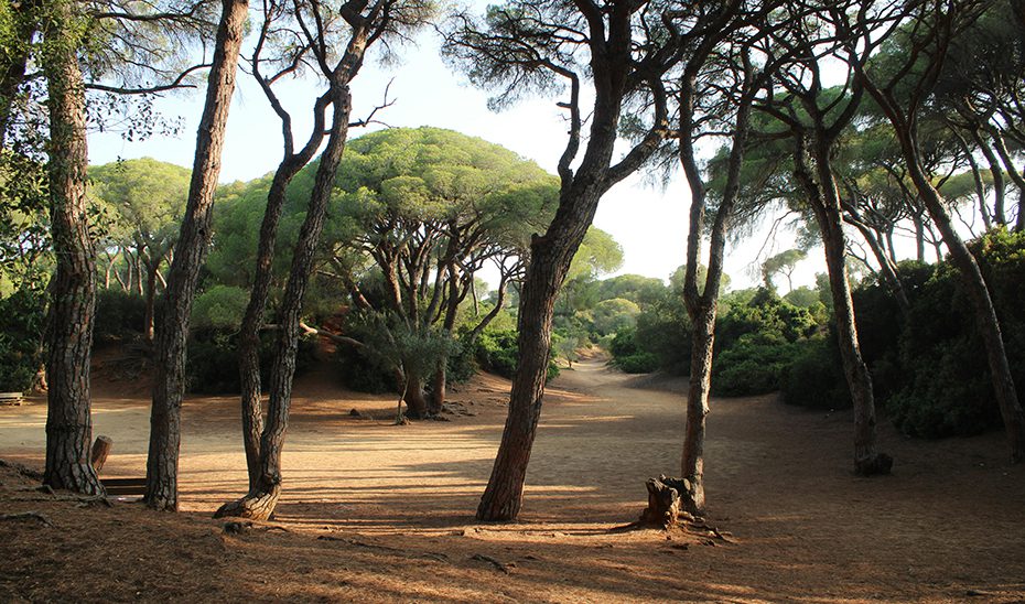El Plan Forestal Andaluz invierte 300 millones al año en prevención de incendios y restauración ambiental