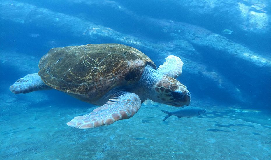 Certificado un nuevo anidamiento de tortuga boba en la playa de Mojácar, el quinto en Almería desde 2001