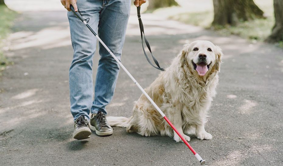 Entra en vigor el decreto que regula el reconocimiento y registro de perros de asistencia en Andalucía