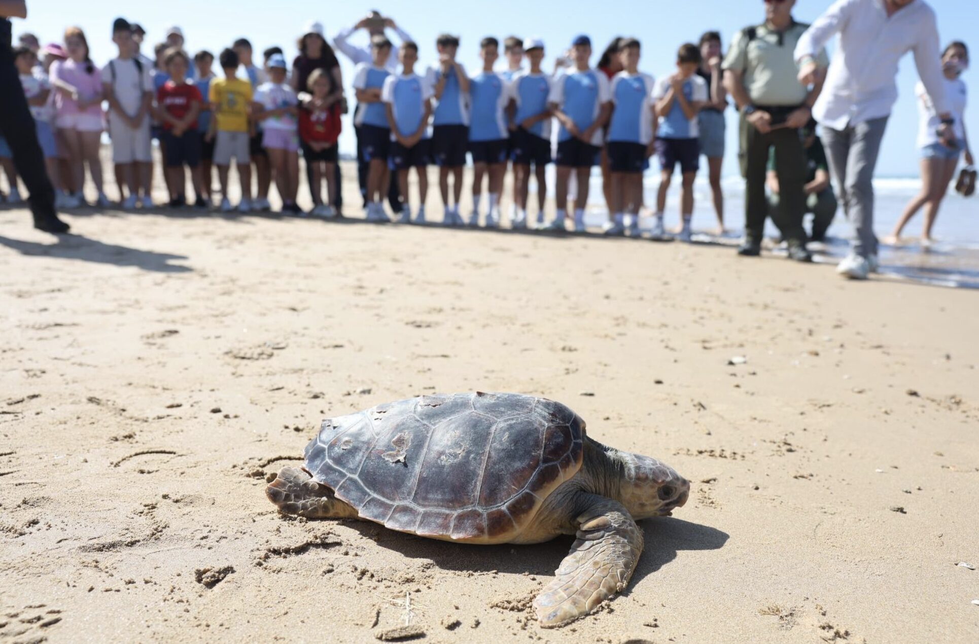 Andalucía conmemora el Día del Medio Ambiente con la suelta de tres tortugas bobas