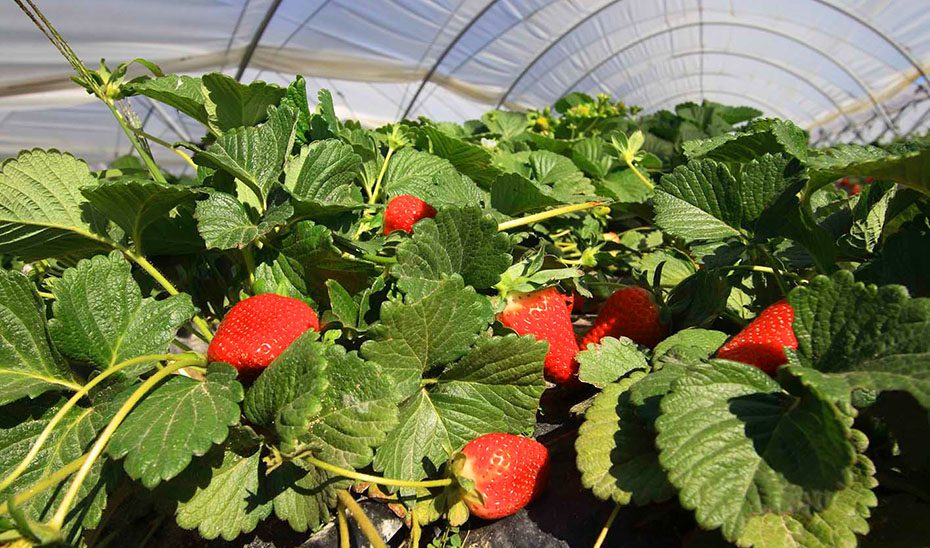 Las exportaciones andaluzas de frutas suben de enero a marzo más de 110 millones con respecto al año anterior