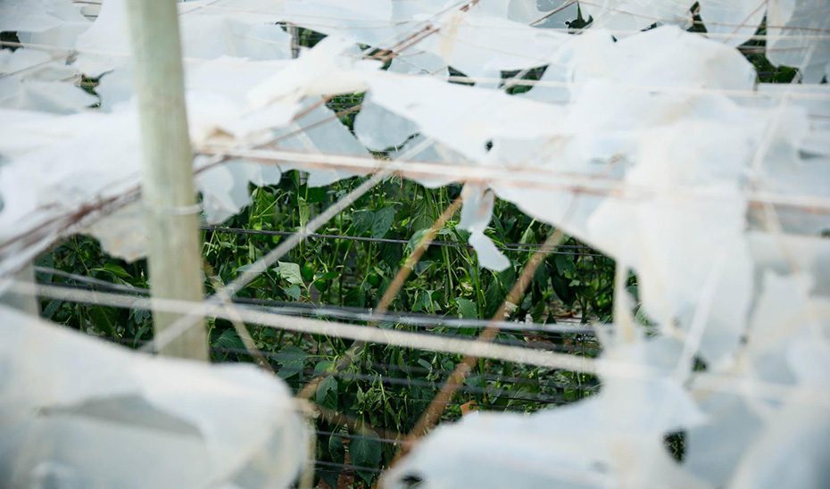 La Junta abre una nueva convocatoria de ayudas para seguros agrarios con 5,8 millones de presupuesto