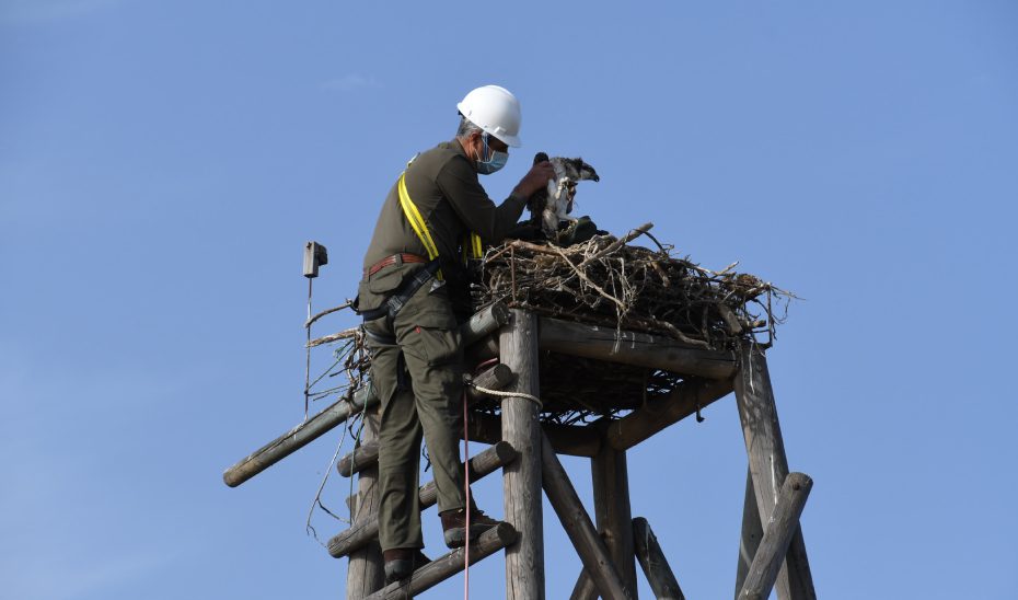 Andalucía alcanza en 2025 un récord histórico con 34 pollos de águila pescadora volados en libertad