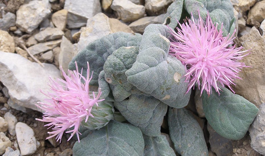 Flora de alta montaña de Sierra Mágina, un santuario que convive con los usos tradicionales del parque
