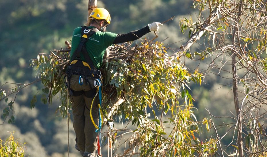 La instalación de nidos artificiales consolida la reproducción segura del águila imperial en Andalucía