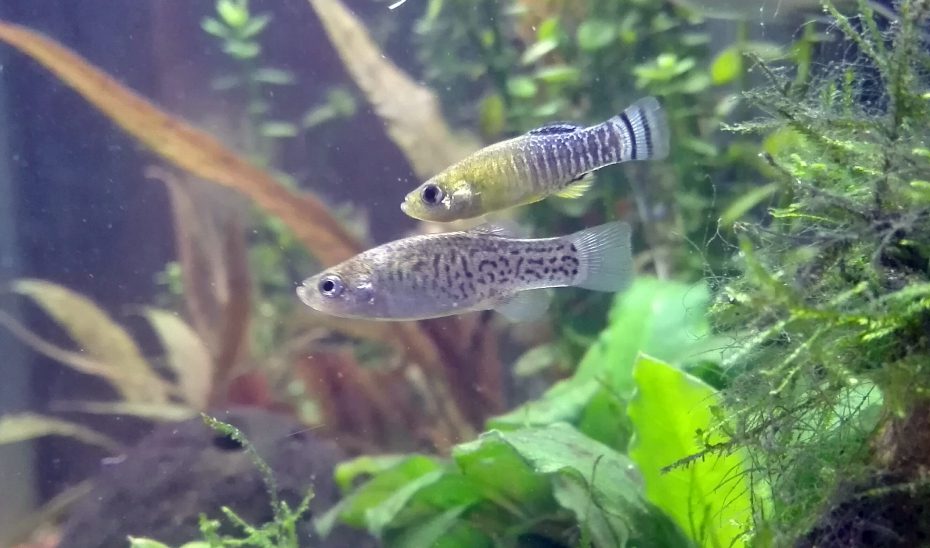 La Junta intensifica la reintroducción del pez fartet en el Paraje Natural Desembocadura del río Guadalhorce