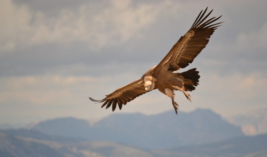 El Parque Natural Sierra de Castril se erige como un tesoro natural que sigue revelando sus secretos