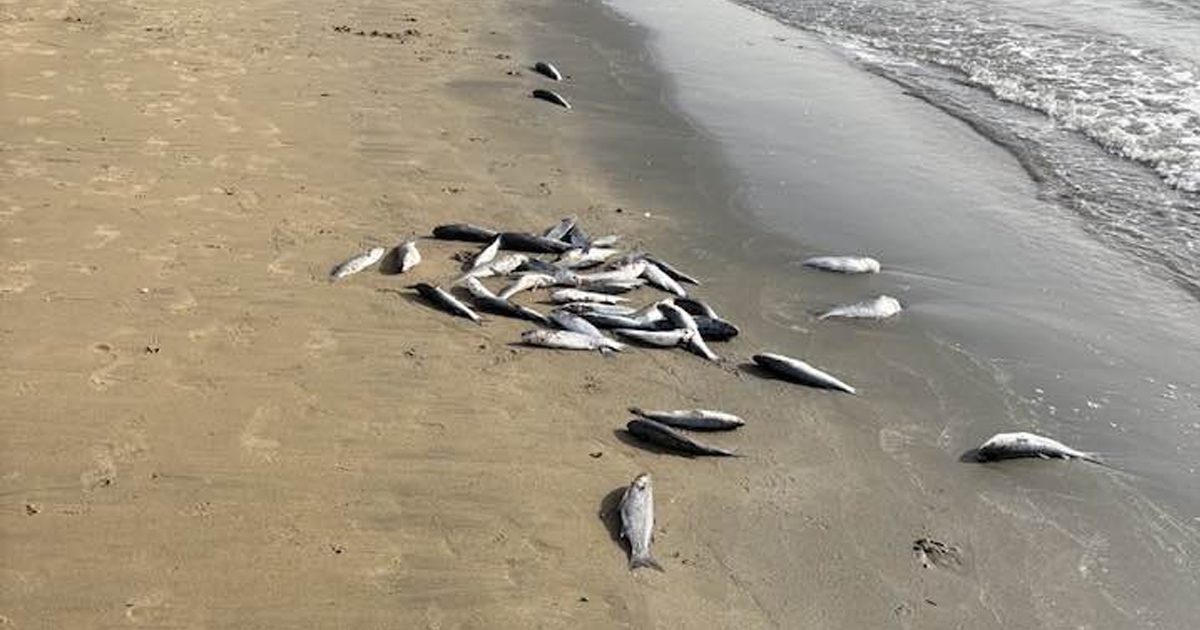 Aparecen cientos de peces muertos arrastrados por el río hasta Sanlúcar