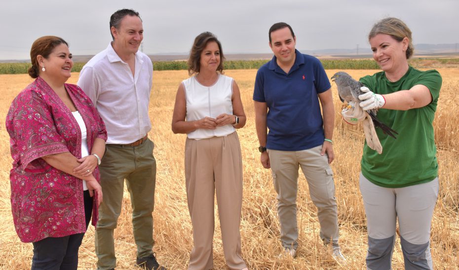 EMBARGADA HASTA AVISO  La Junta libera en Sevilla un ejemplar de aguilucho cenizo recuperado en el CREA de San Jerónimo