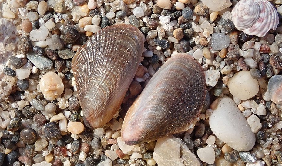 La Junta detecta por primera vez en Andalucía el mejillón egipcio, especie originaria del Mar Rojo