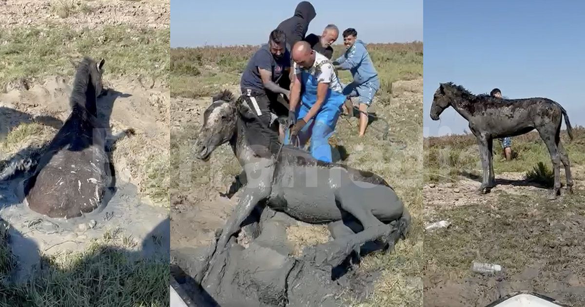 Fueron a buscar una lancha perdida y acabaron salvando la vida de un potro en Doñana