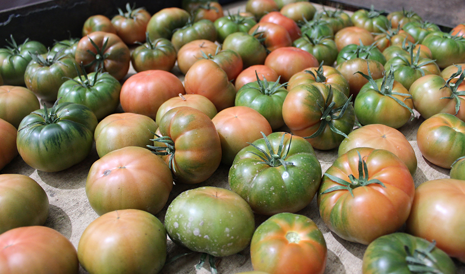 15987216957362TomatesEstandar.jpg Agricultura concede ayudas por más de 117 millones a 76 organizaciones de productores hortofrutícolas