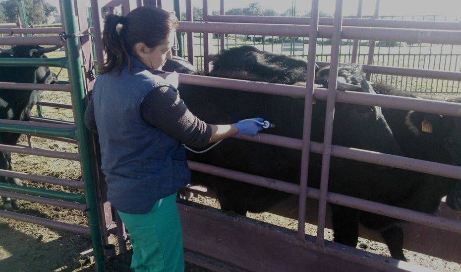La Junta y el sector ganadero acuerdan no desplazar al bovino ante el avance de la dermatosis nodular contagiosa