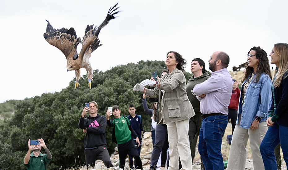 La Junta libera a ‘Jimena’, un nuevo ejemplar de águila imperial en el Parque Natural de Sierra Mágina