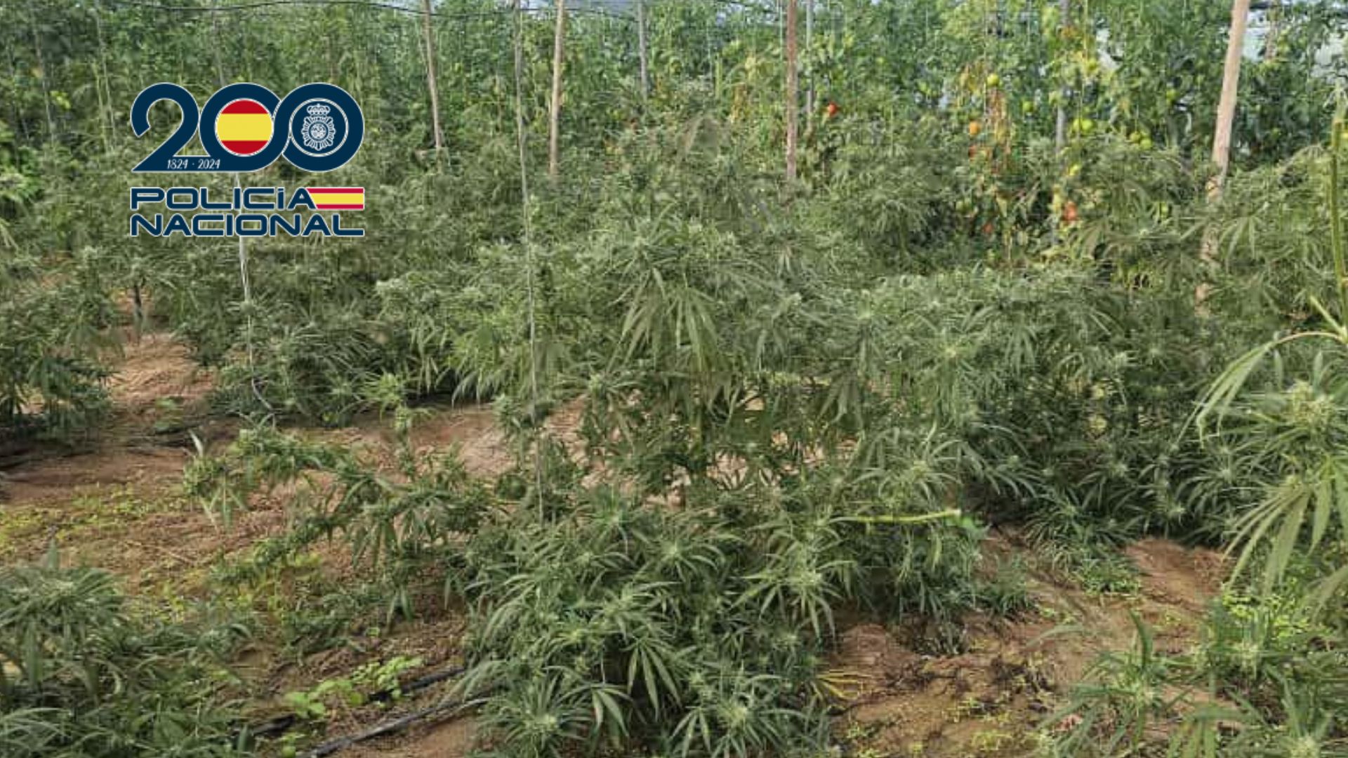 Desmantelan tres plantaciones de marihuana ocultas entre tomates en La Algaida