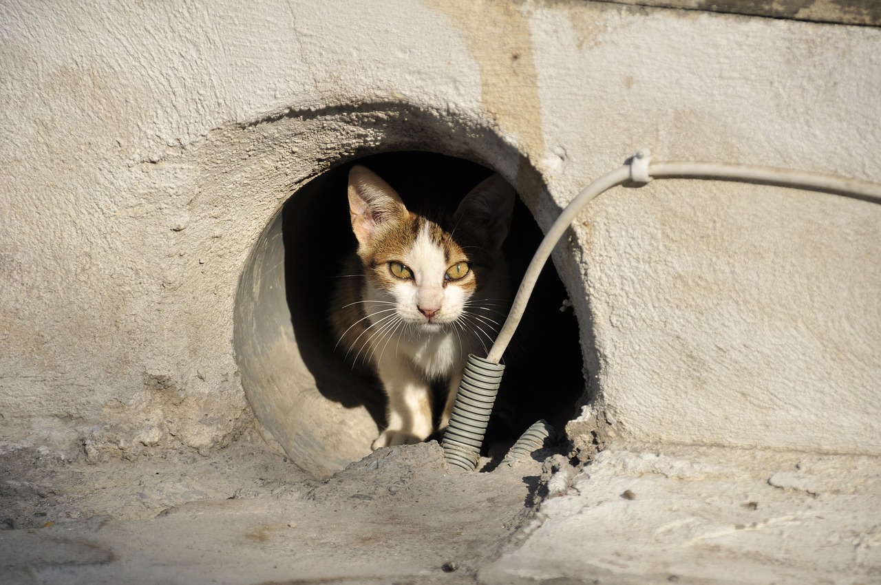 stray cat, cat greece, animal, cat's eyes, animals, nature, pet