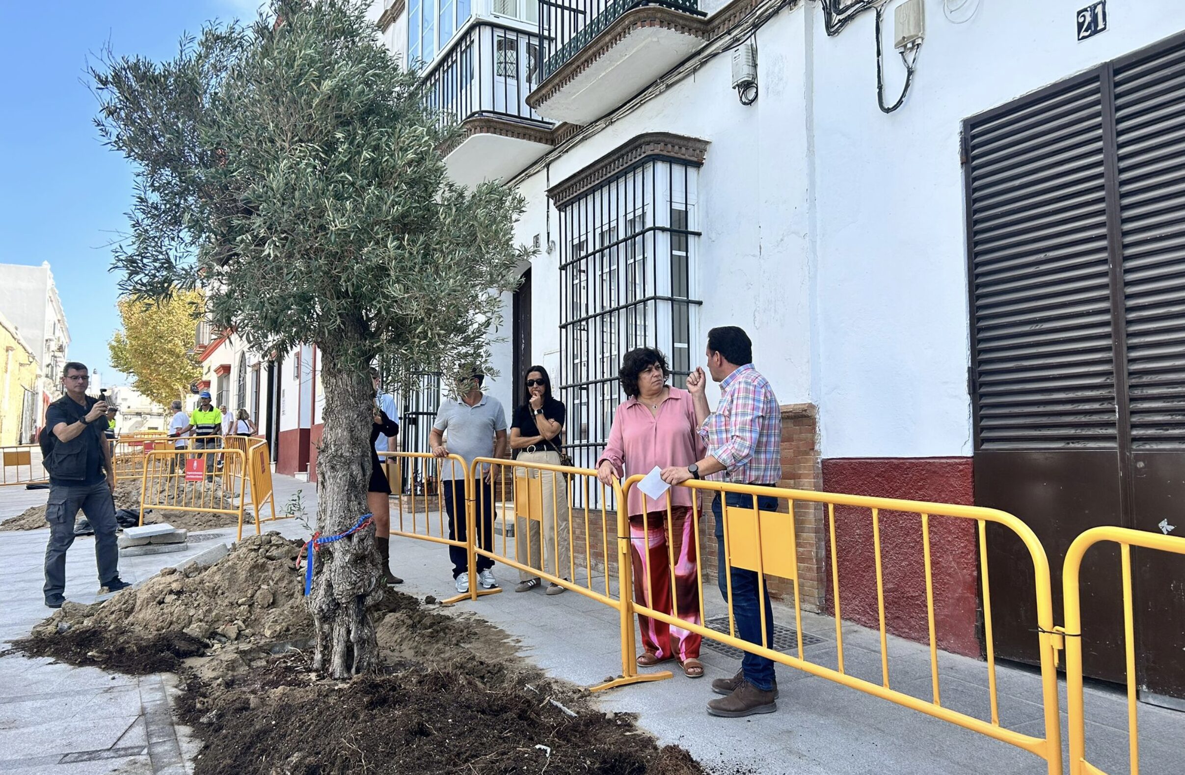 La remodelada Plaza de la Paz contará con seis ejemplares de olivos