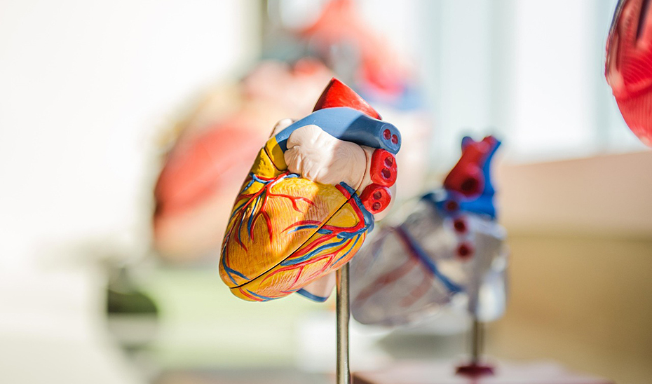 Investigadores andaluces identifican dos moléculas que controlan la regeneración celular del corazón