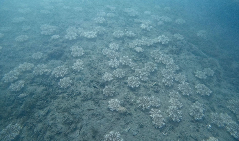 La Junta confirma la presencia de una nueva especie de medusa alóctona en el litoral andaluz