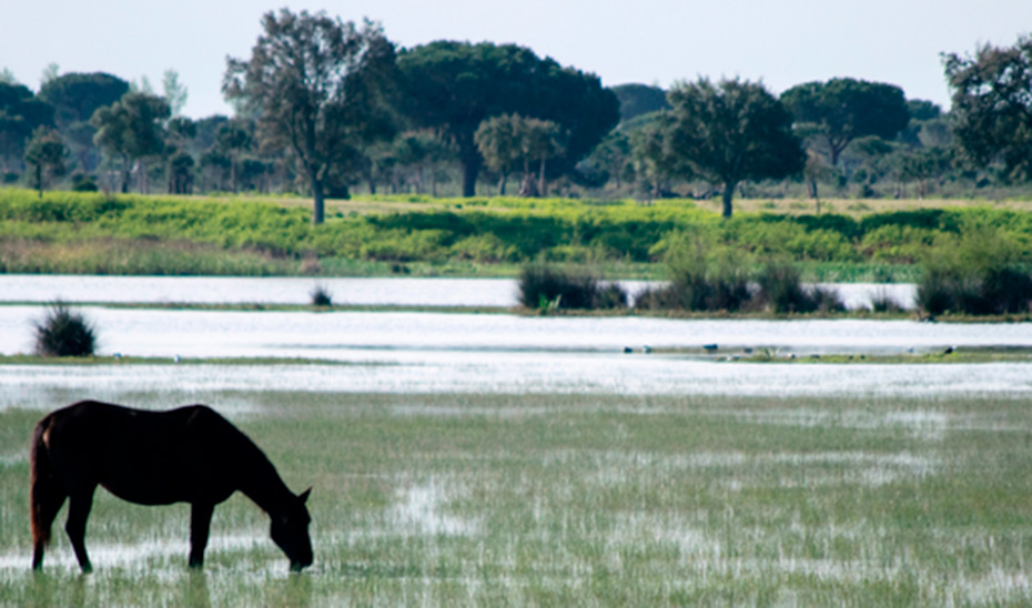 Salen a información pública las bases de las ayudas para la renaturalización en el norte de la Corona Forestal de Doñana