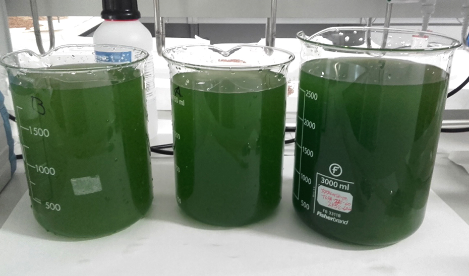 Investigadores andaluces obtienen biomasa a partir de microalgas cultivadas en aguas de almazara