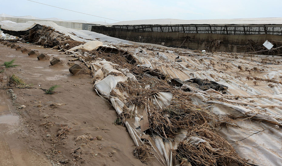 Andalucía impulsa la contratación de seguros agrarios con subvenciones por valor de 16,3 millones