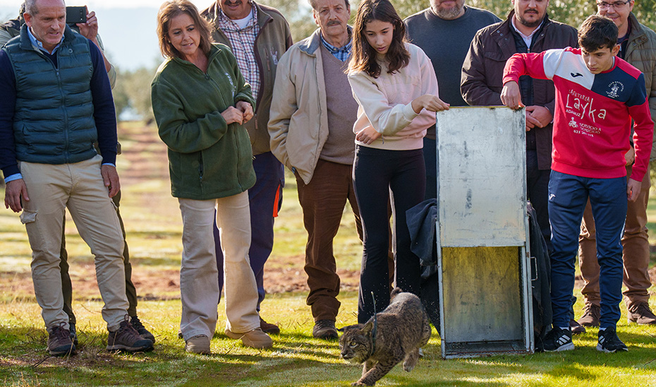 Kai, una lince ibérico recuperada en el CREA de los Villares, vuelve al medio natural en Adamuz