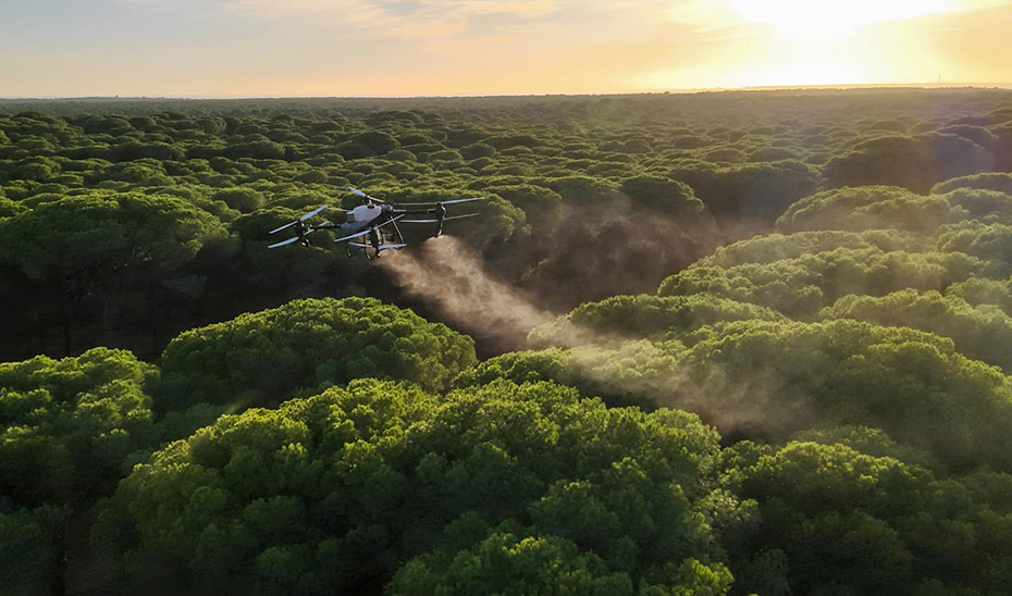 La Junta realiza por primera vez tratamientos aéreos con drones contra la procesionaria del pino