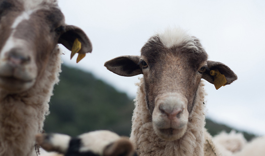 La Junta resuelve ayudas por 53,8 millones para paliar los daños por lengua azul, sequía y borrascas