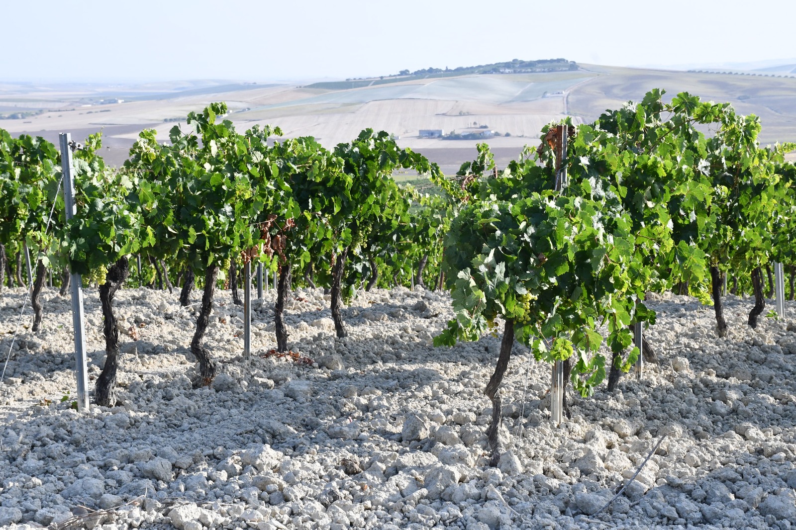 Un estudio realizado por la Diputación revela la situación actual y retos de futuro de las cooperativas agroalimentarias de la provincia