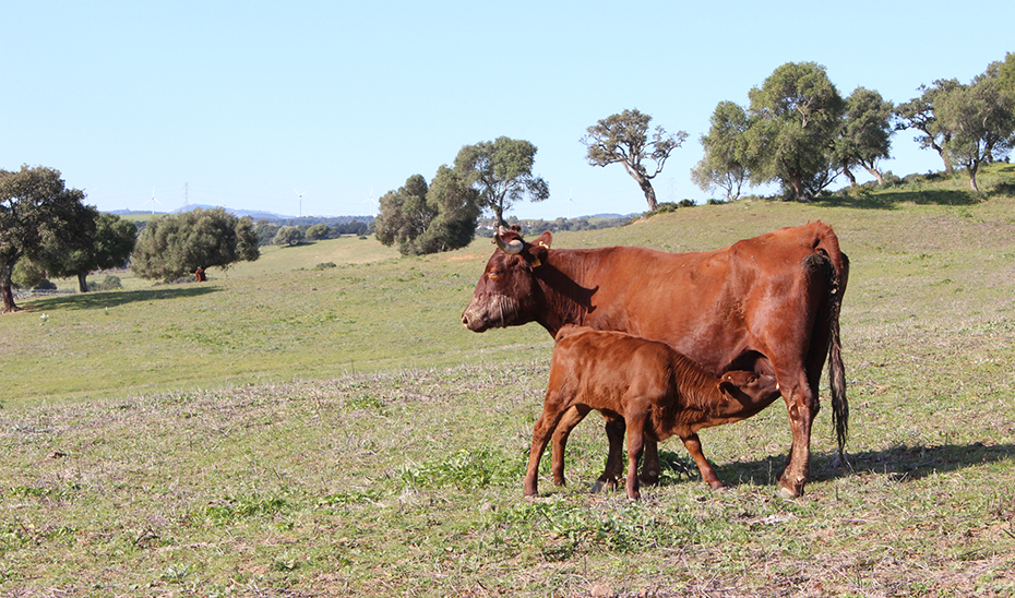 Agricultura convoca ayudas de 6,8 millones para las Agrupaciones de Defensa Sanitaria Ganadera
