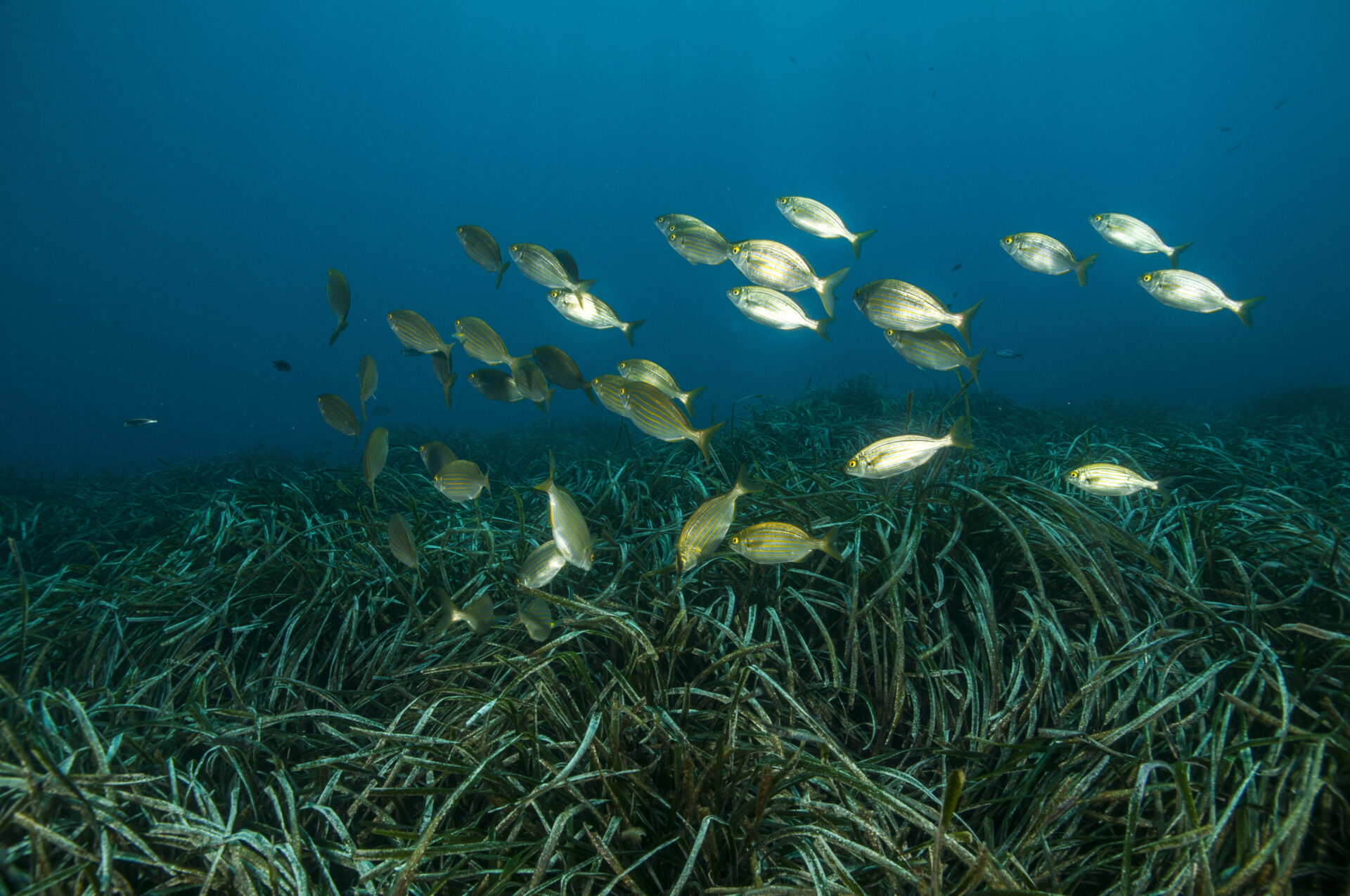 El litoral andaluz acoge 117,70 kilómetros cuadrados de praderas marinas, el 60% de ellos de Posidonia