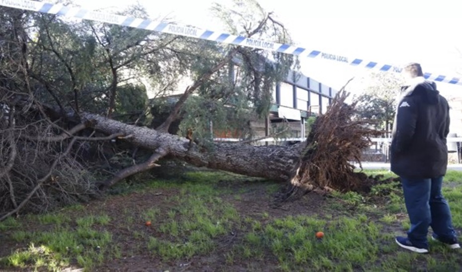 El viento causa más de 650 incidencias en Andalucía