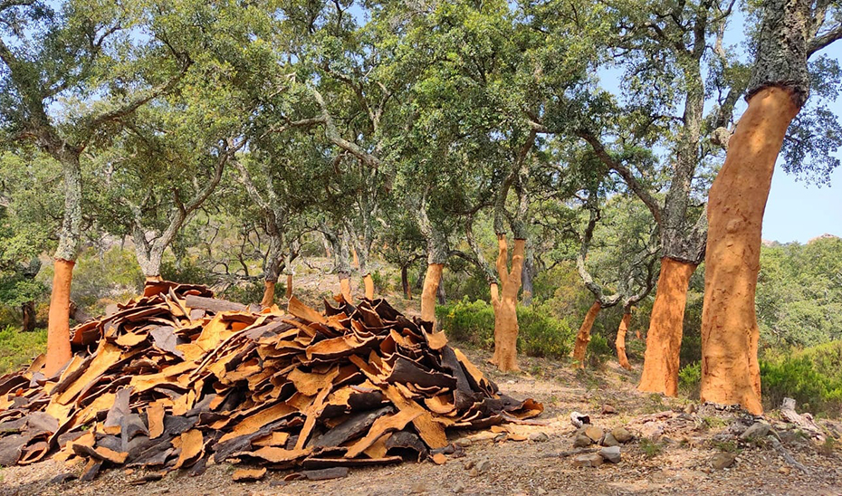 La Junta impulsa nuevos modelos de gestión de los alcornocales para aumentar la captura de carbono