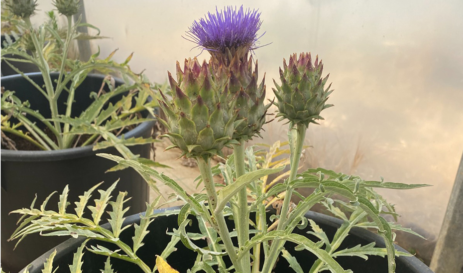 Investigadores andaluces desarrollan un bioherbicida con nanotecnología a partir de un cardo silvestre