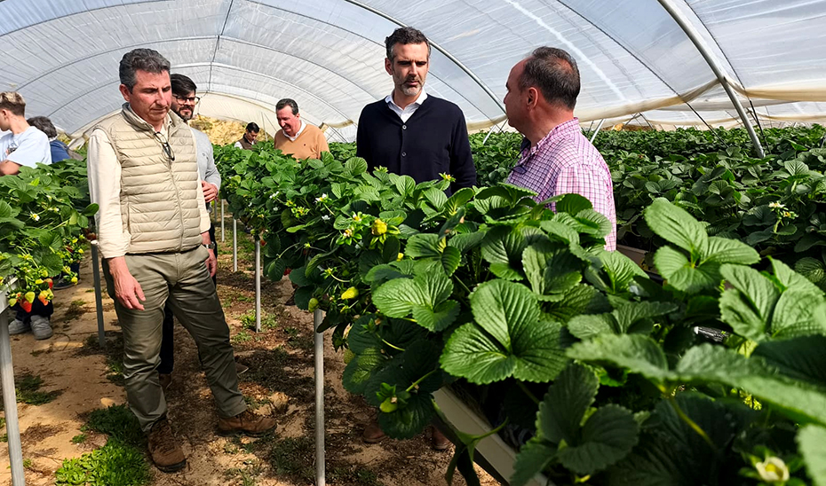 La provincia de Huelva exportó el 90% de los frutos rojos de Andalucía de enero a noviembre de 2025