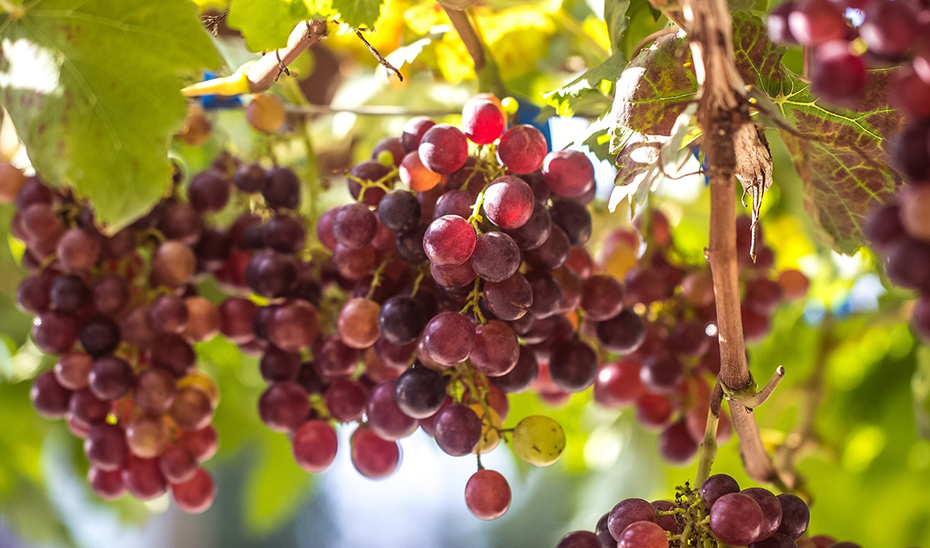La Junta destina 2,5 millones de euros en ayudas a agricultores para la reconversión y reestructuración del viñedo