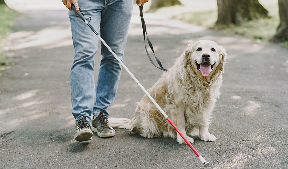 La aplicación informática del Registro de Perros de Asistencia de Andalucía entra en funcionamiento