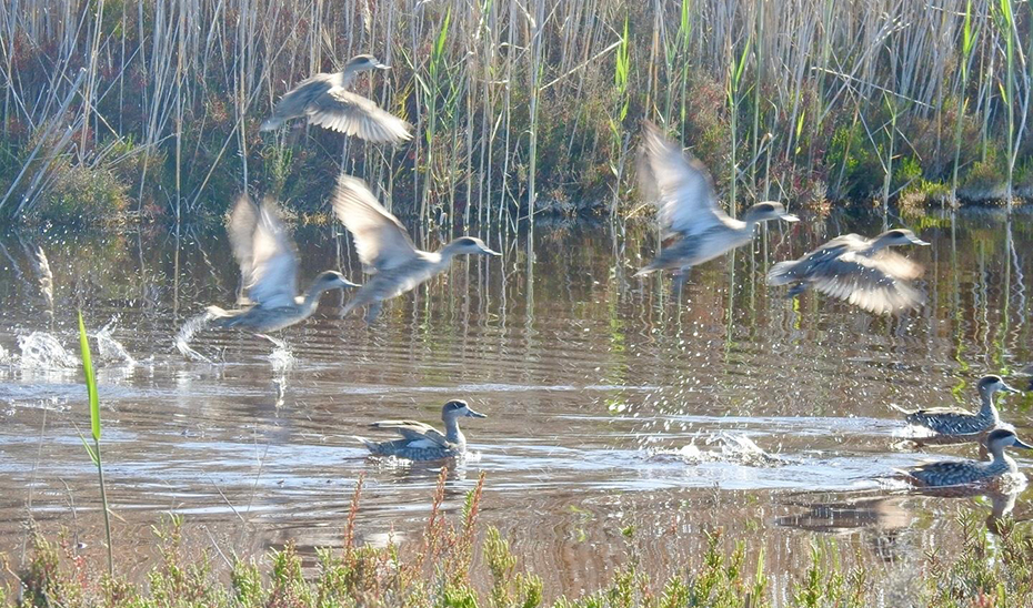 Sostenibilidad refuerza la población de cerceta pardilla en Almería con la liberación de 24 ejemplares