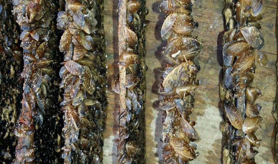 Regulada la pesca en el embalse de Cuevas de Almanzora tras la detección de mejillón cebra, una especie exótica invasora