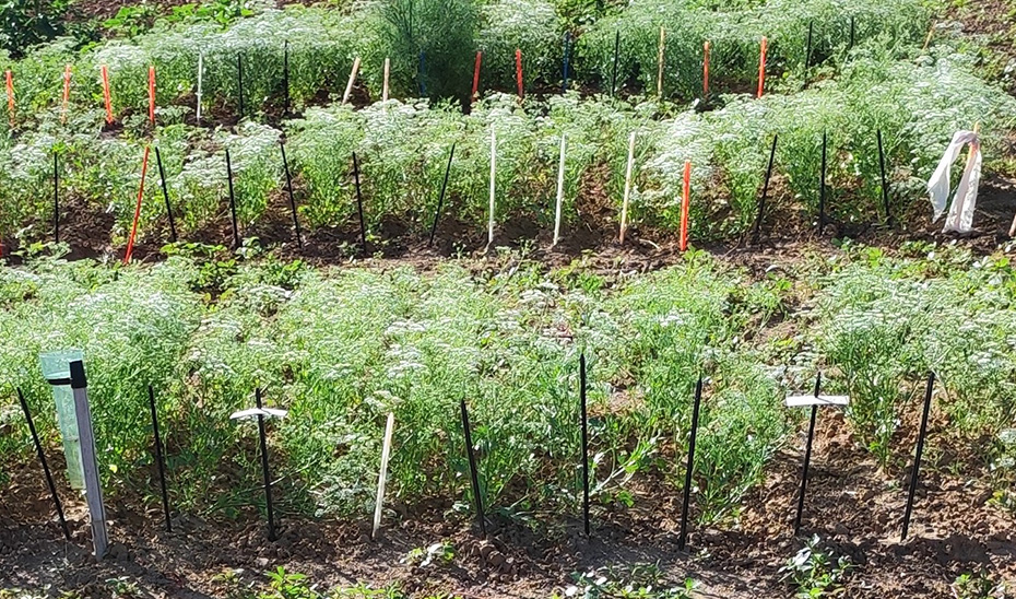Investigadores andaluces identifican cinco tipos de semillas de anís con potencial para cultivar en España