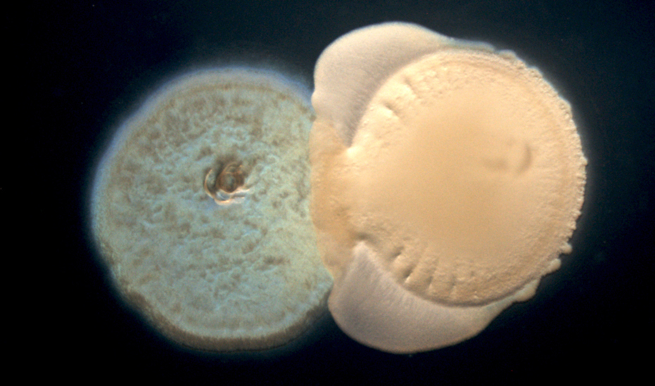 Un estudio demuestra que las bacterias del suelo interactúan y mejoran el crecimiento de los cultivos