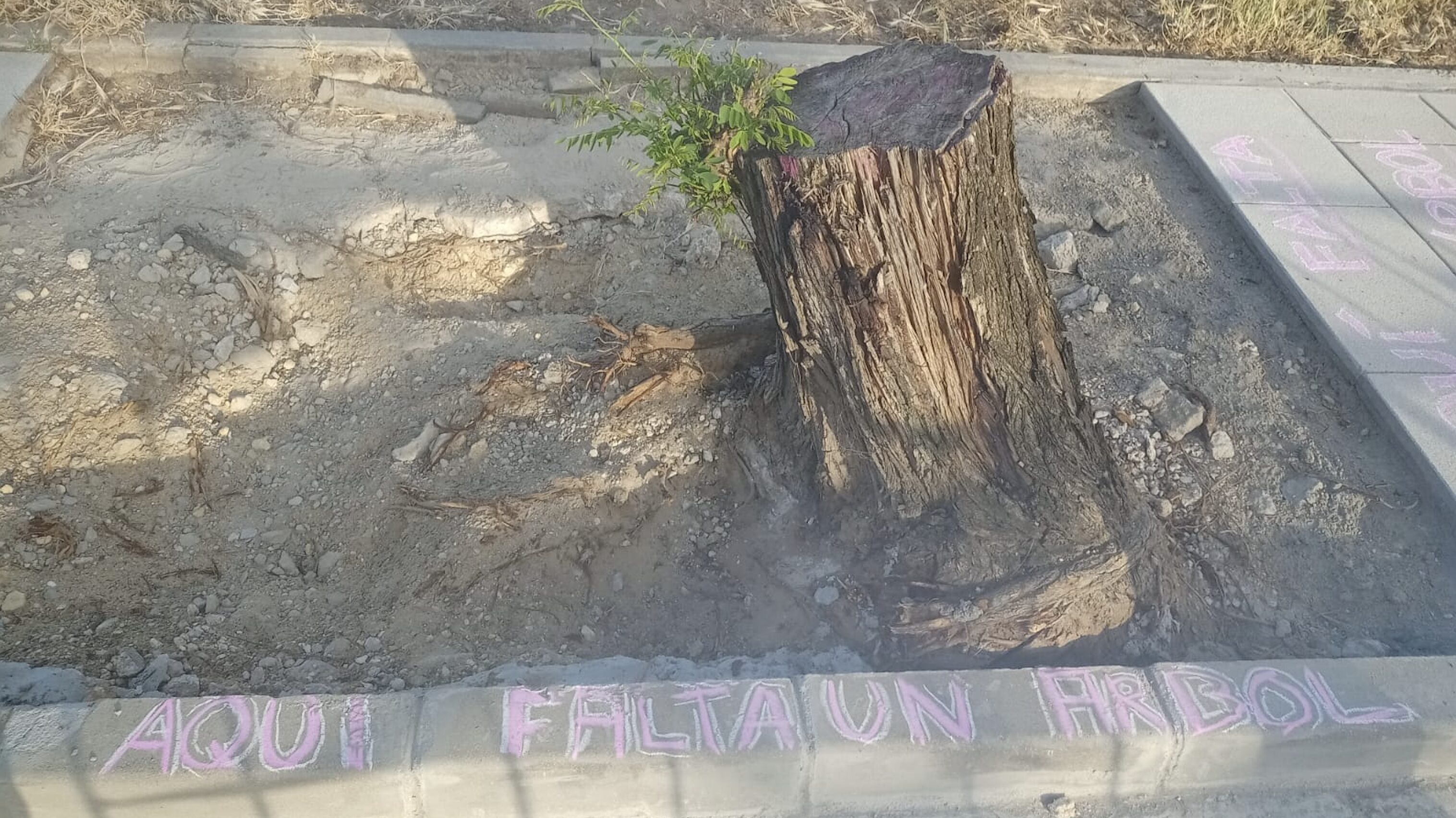 "Aquí había un árbol": Una plataforma ciudadana rechaza el sellado de alcorques en la Avenida de la Manzanilla