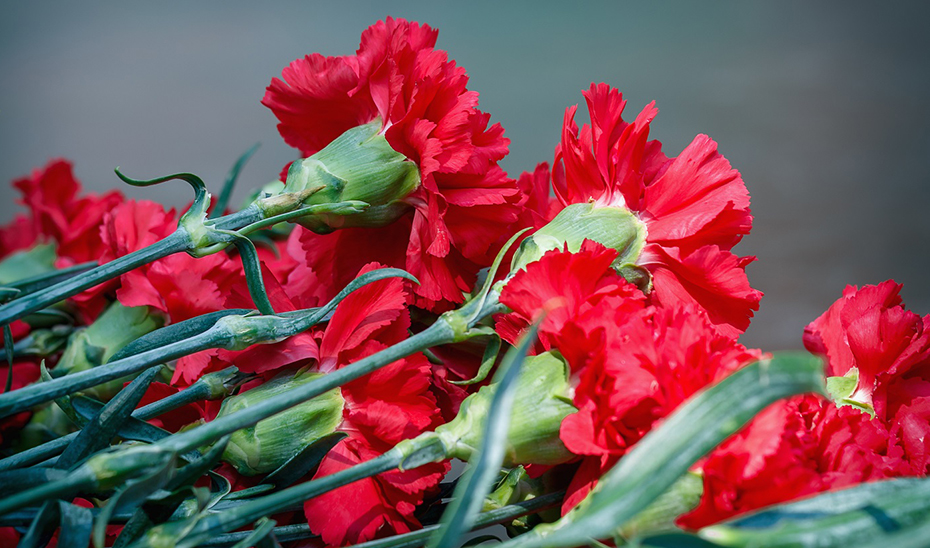 Más de mil hectáreas andaluzas se dedican al cultivo de flor cortada y planta ornamental